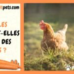 Est-ce que les poules peuvent manger des carottes ?