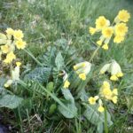 Est-ce que les primevères sont comestibles ?