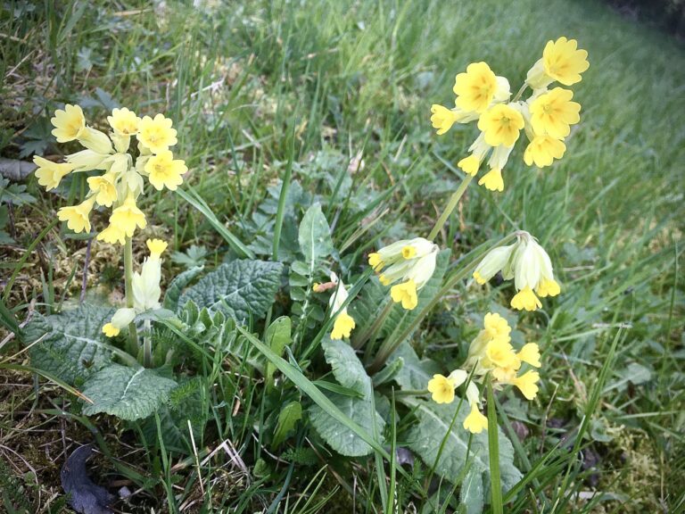 Est-ce que les primevères sont comestibles ?