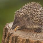 Est-ce que les queue de champignon se mange ?
