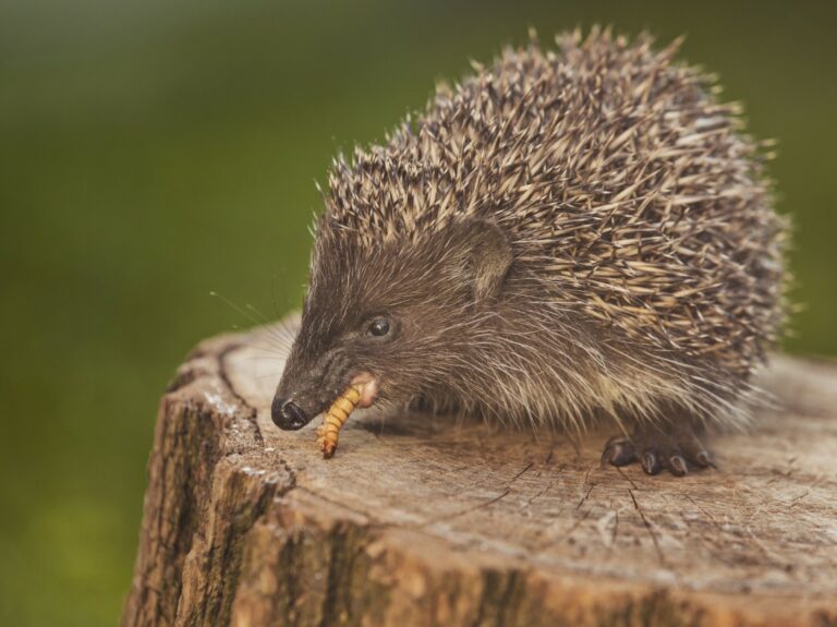 Est-ce que les queue de champignon se mange ? Est-ce que les queue de champignon se mange ?