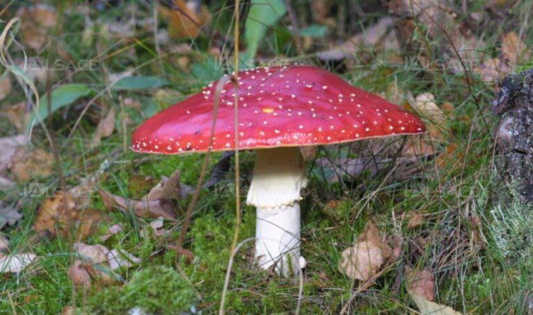 Est-ce que les queues de champignons se mange ? Est-ce que les queues de champignons se mange ?