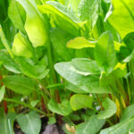 Est-ce que les tiges des épinards se mangent ?