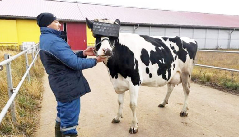 Est-ce que les vaches ont toujours du lait ? Est-ce que les vaches ont toujours du lait ?