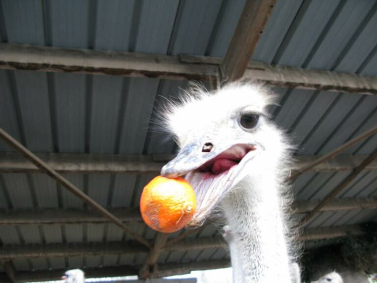 Est-ce que l’œuf d’autruche se mange ? Est-ce que l'œuf d'autruche se mange ?