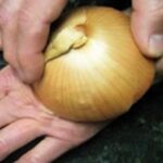 Est-ce que l'oignon est bon pour les reins ?