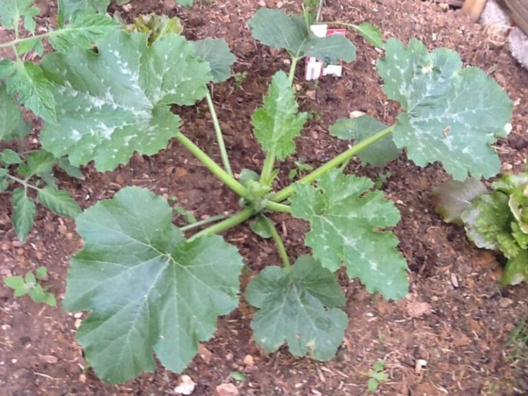 Est-ce que l’on peut couper les feuilles de courgettes ? Est-ce que l'on peut couper les feuilles de courgettes ?