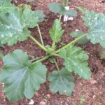 Est-ce que l'on peut couper les feuilles de courgettes ?