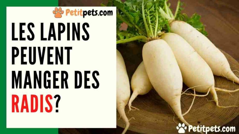 Est-ce que l’on peut manger les feuilles de radis ? Est-ce que l'on peut manger les feuilles de radis ?