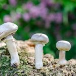 Est-ce que on peut manger des champignons de Paris crus ?
