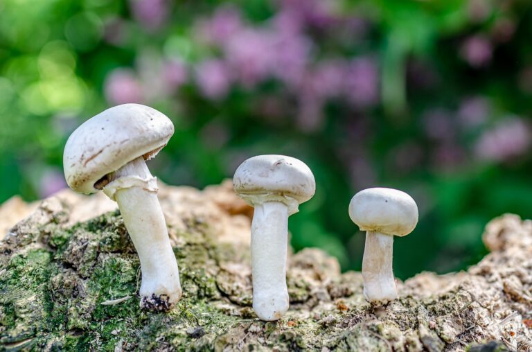 Est-ce que on peut manger des champignons de Paris crus ?