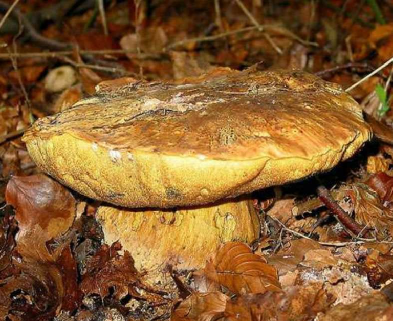 Est-ce que tous les bolets sont comestibles ? Est-ce que tous les bolets sont comestibles ?