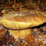 Est-ce que tous les bolets sont comestibles ?