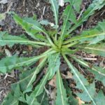 Est-ce que tous les pissenlits sont comestibles ?