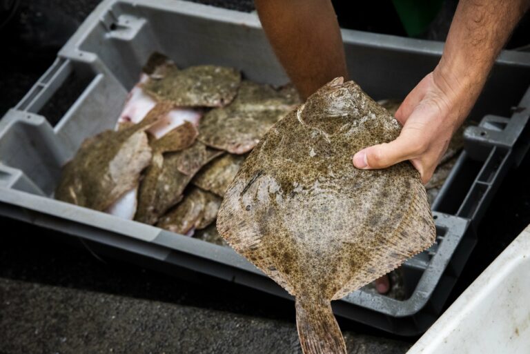 Est-ce que tous les poissons ont des arêtes ? Est-ce que tous les poissons ont des arêtes ?