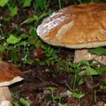 Est-ce que tout se mange dans le cèpe ?