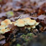 Est-ce que tout se mange dans les champignons de Paris ?