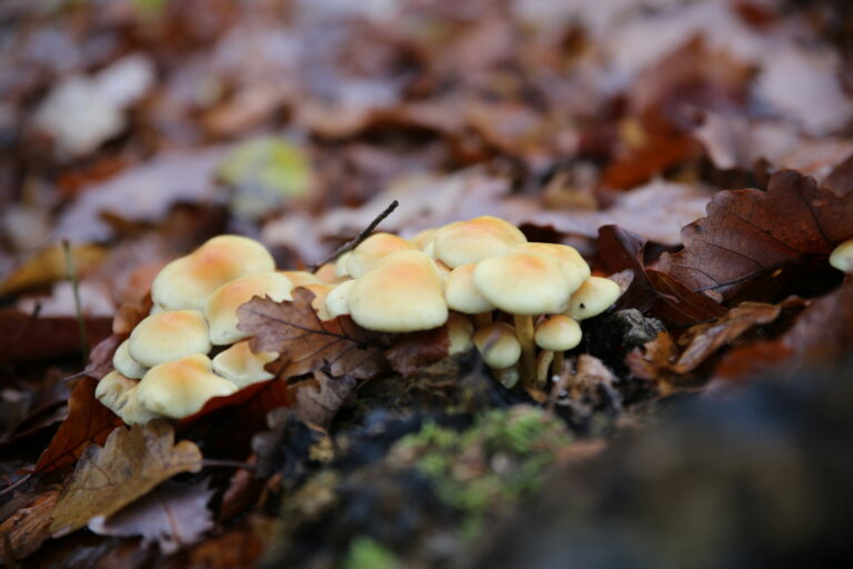 Est-ce que tout se mange dans les champignons de Paris ?