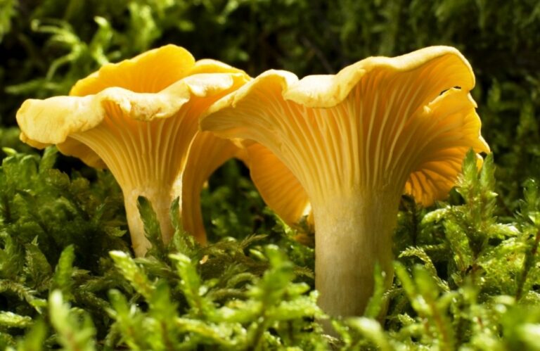 Est-ce que toutes les chanterelles sont comestibles ?