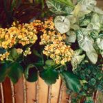 Est-ce qu'il faut couper les fleurs de la ciboulette ?