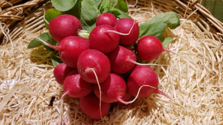 Est-ce qu’il faut éplucher les radis noir ? Est-ce qu'il faut éplucher les radis noir ?