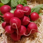 Est-ce qu'il faut éplucher les radis noir ?