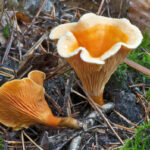 Est-ce qu'il faut laver les champignons ?