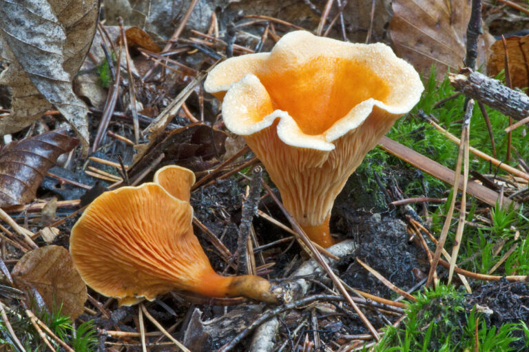 Est-ce qu’il faut laver les champignons ? Est-ce qu'il faut laver les champignons ?