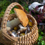 Est-ce qu'il faut peler les champignons de Paris ?