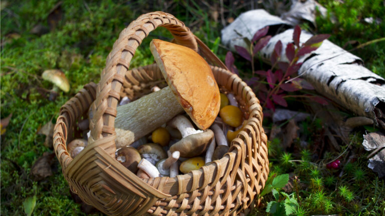 Est-ce qu'il faut peler les champignons de Paris ?