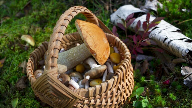 Est-ce qu’il faut peler les champignons de Paris ? Est-ce qu'il faut peler les champignons de Paris ?