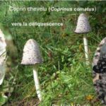 Est-ce qu'il y a des cèpes en ce moment ?