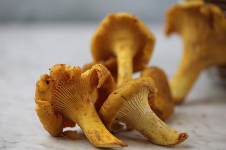 Est-ce qu'on peut congeler des champignons cuits ?