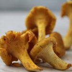 Est-ce qu'on peut congeler des girolles ?