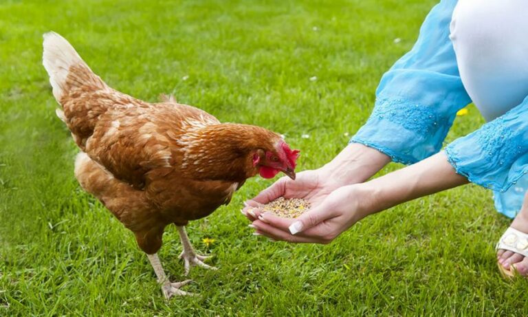 Est-ce qu'on peut donner du pain aux poules ?