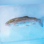 Est-ce qu'on peut recongeler de la glace ?