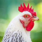 Est-ce qu'un poulet devient un coq ?