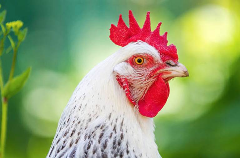Est-ce qu’un poulet devient un coq ? Est-ce qu'un poulet devient un coq ?