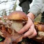Fait-il couper ou arracher les champignons ?