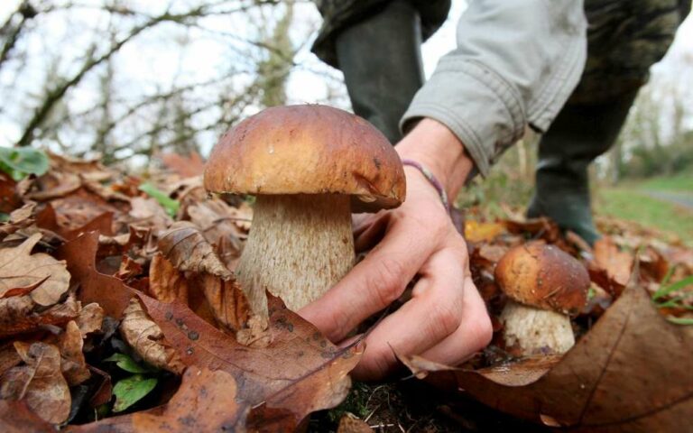Fait-il couper ou arracher les champignons ?