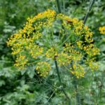 Is dill and Aneth the same?