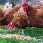 Nutrition animale : Nouvelle démonstration de la pertinence de l’offre biosourcée, circulaire et bas carbone d’Afyren