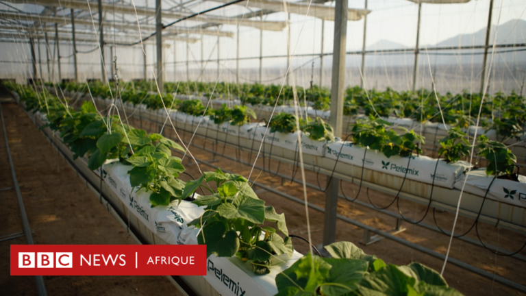 Nutrition : Pourquoi avons-nous besoin de moins d’eau dans nos aliments ?