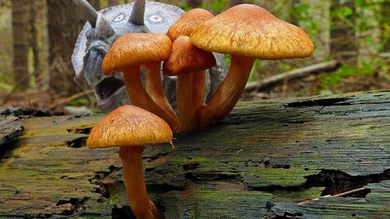 Où a été découvert le champignon de Paris ?