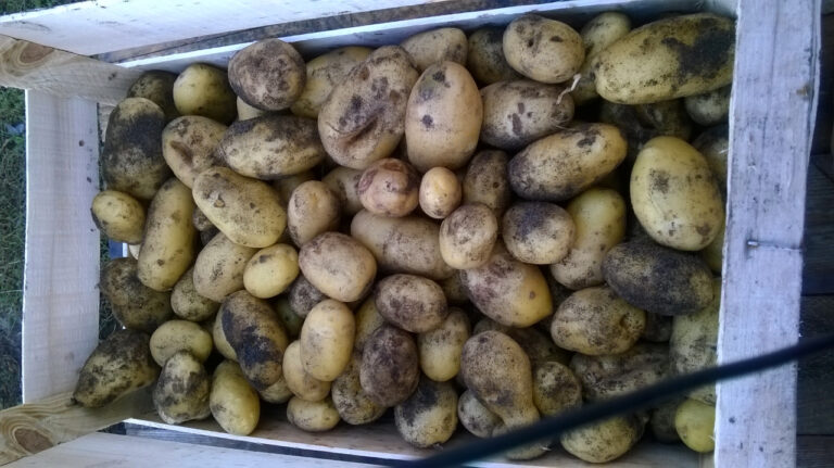 Où acheter de la pomme de terre Bintje ?