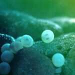 Où acheter des oeufs de truite ?