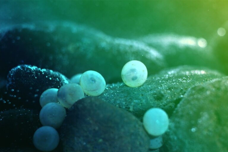 Où acheter des oeufs de truite ?