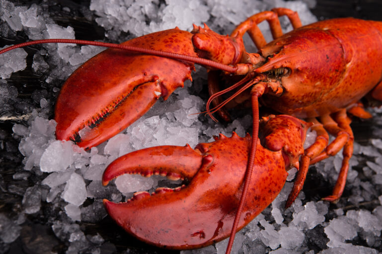 Où acheter du homard vivant ?