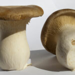 Où acheter pleurote du panicaut ?