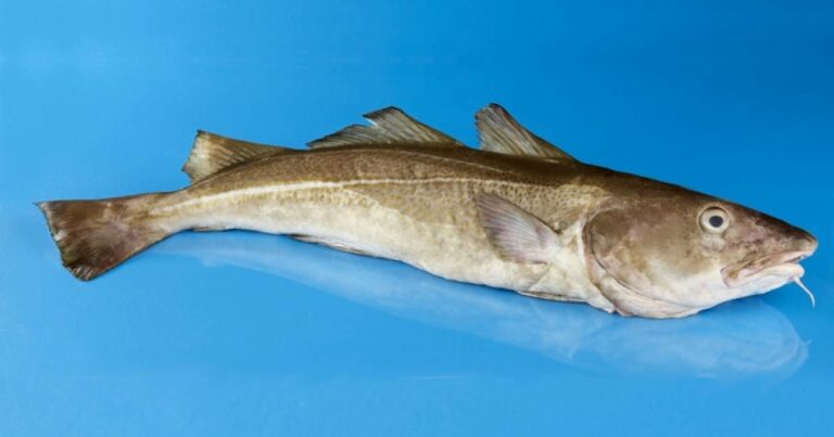 Où est pêche le cabillaud ?